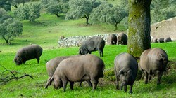 Trong trang trại rộng 1.700 mẫu Anh (gần 7 km2), Juan Carlo, người chăn gia súc thâm niên 25 năm bận rộn với 340 con lợn. Những con lợn sẽ được vỗ béo trước khi bị giết mổ, xẻ thịt và trở thành một trong những món thịt hun khói đắt nhất thế giới. Một lát 