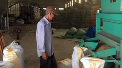 Sản xuất lúa giống hiện là nguồn thu duy nhất để Nông trường Sông Hậu trả lương cơ bản cán bộ công nhân viên duy trì hoạt động cầm chừng chờ chuyển đổi sang công ty TNHH một thành viên.