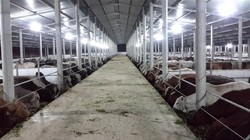 Bò Úc được nhập về và vỗ béo trước khi phân phối ra thị trường tại trang trại của công ty cổ phần Kết Phát Thịnh ở Nghệ An. Ảnh: TL