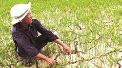 Hạn mặn ước kéo giảm sản lượng lúa tới 824.000 tấn