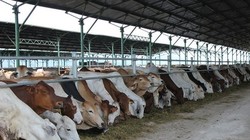 rong 4 tháng đầu năm 2016, Việt Nam đã nhập71.000 con bò về vỗ béo, giết thịt.Ảnh minh họa