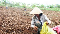 Những nông dân trồng dong riềng trên đất dốc của Tây Nguyên. Ảnh: T.T.H