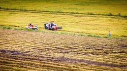 Thu hoạch vụ hè - thu tại Hậu Giang. Ảnh Lý Anh Lam 