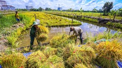 Thu hoạch lúa ở Hậu Giang. Ảnh: Lý Anh Lam