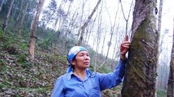 Nông trường Lam Sơn khai thác 1.288,16 ha đất được định giá 33,5 tỷ đồng