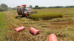 VN cần được khắc phục tình trạng làm nông manh mún ẢNH: DIỆP ĐỨC MINH