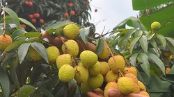 Ảnh minh họa. Nguồn Internet