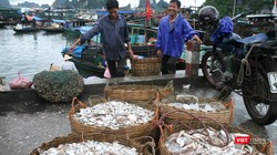 VASEP muốn Việt Nam "làm thực" Chương trình chống khai thác bất hợp pháp của EU (IUU). Ảnh: Quốc Dũng 