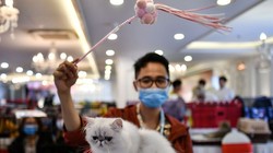 Những con mèo có thể lây nhiễm virus corona cho nhau (Ảnh: Nature)