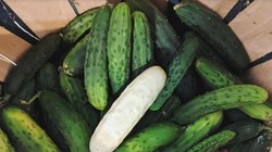 Dưa chuột "bạch tạng" có độ giòn và ngon hơn dưa chuột truyền thống (Ảnh: OC)