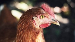 Hội chứng kỳ lạ khiến người mắc nghĩ mình là một con gà (Ảnh: OC)