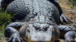 Cá sấu cũng có khả năng mọc lại đuôi (Ảnh: BGR)