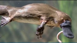 Phát hiện bất ngờ về bộ gen của thú mỏ vịt (Ảnh: Science Alert)