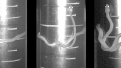 Cách thức di chuyển mới của roài rắn (Ảnh: Science Alert)