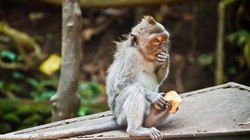 Những con khỉ tại đến Uluwatu, Bali rất tinh ranh (Ảnh: The Guardian)