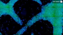 Hình ảnh được chụp qua kính hiển vi của loại gỗ nhân tạo đang được phát triển (Ảnh: New Atlas)