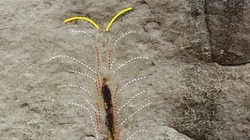 Loài sâu ăn thịt cổ đại dưới đáy biển (Ảnh: Daily Mail)