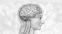 Bộ não con người đang ngày một nhỏ đi (Ảnh: Discover Magazine)