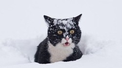 Các nhà khoa học mới đây đã tìm ra cách hạn chế việc những chú mèo săn bắt và mang xác động vật về nhà (Ảnh: BGR)