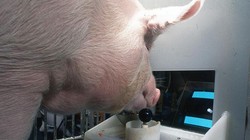 Nghiên cứu cho thấy heo cũng có thể chơi game (Ảnh: Smithsonianmag)