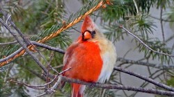 Chú chim có giới tính nửa đực nửa cái (Ảnh: USA Today)