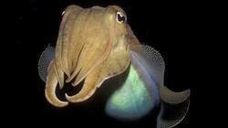 Mực nang bất ngờ vượt qua bài kiểm tra nhận thức của con người (Ảnh: Science Alert)