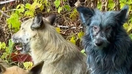 Hình ảnh những chú chó có màu xanh lam được tổ chức Dogs of Chernobyl chia sẻ. Ảnh: DM.