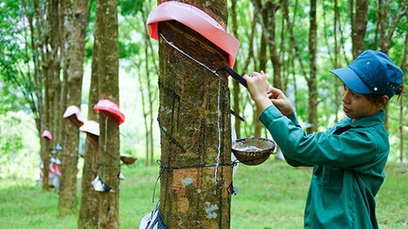 Doanh nghiệp cao su kẻ khóc người cười, gam màu đối lập giữa thành viên của Vinachem và VRG