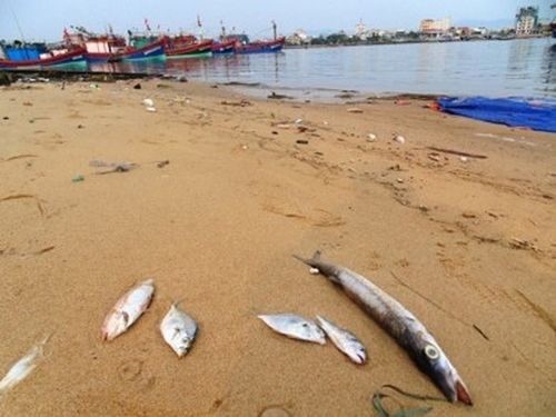 Hà Tĩnh bắt đầu trả bồi thường sự cố môi trường biển Tổng số tiền bồi thường thiệt hại môi trường tại huyện Lộc Hà, Hà Tĩnh là 207 tỷ đồng.