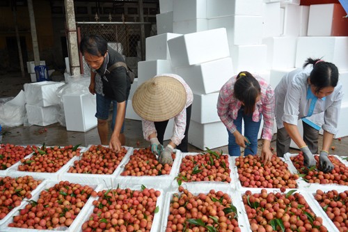 Doanh nghiệp mua vải thiều giá cao hơn thương lái Trung Quốc Giá vải thiều tại Hải Dương đang được doanh nghiệp thu mua cao hơn 10% so với tiểu thương Trung Quốc.