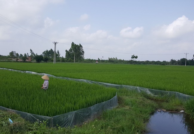 Tích tụ ruộng đất, nhìn từ những người trong cuộc: Chuyện buồn của Thạo (kỳ 1) Ruộng đất được phân chia bình quân là đặc trưng của quản lý đất đai tại nông thôn Việt Nam. Ảnh: Quốc Dũng.