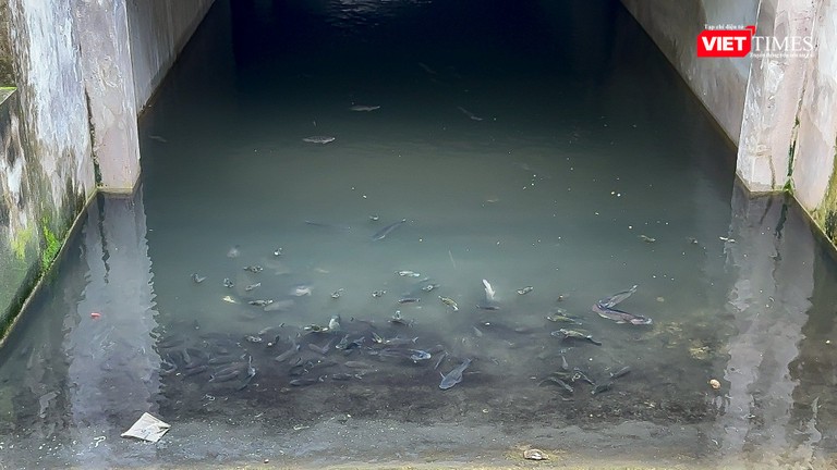 Hàng trăm chú cá bơi lội tung tăng trong hầm biệt thự tỉ đô bị bỏ hoang ở Hà Đông.
