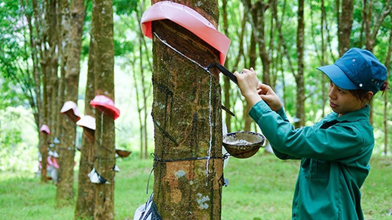 Doanh nghiệp cao su kẻ khóc người cười, gam màu đối lập giữa thành viên của Vinachem và VRG