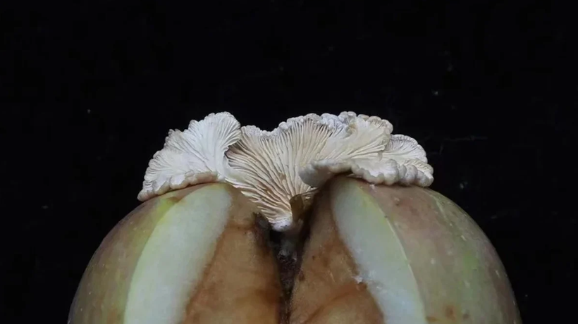 Nhóm nghiên cứu tin rằng bào tử nấm có thể đã rơi vào táo trong khi được vận chuyển hoặc bảo quản, sau đó bào tử nảy mầm và lan vào thịt táo (Ảnh: Handout)