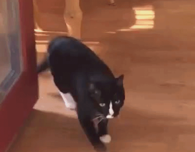 15 hình ảnh vui nhộn chứng minh mèo là diễn viên xuất sắc nhất  ảnh 18 15 hình ảnh vui nhộn chứng minh mèo là diễn viên xuất sắc nhất  ảnh 18