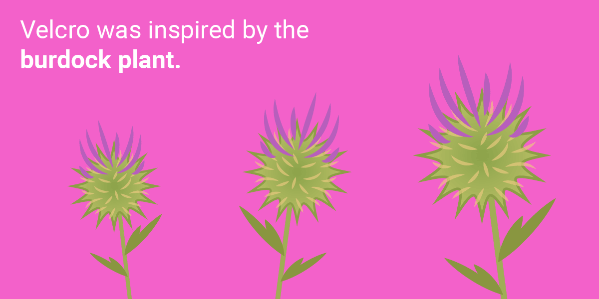 Những phát minh tuyệt vời loài người học lỏm từ thiên nhiên ảnh 1