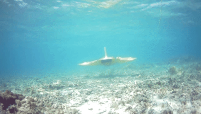 Thiết bị lặn phỏng sinh cá Đuối đang hoạt động dưới đáy biển (Ảnh: 163).