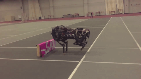 Một robot là sản phẩm của Viện Công nghệ Massachusetts (MIT) vào năm 2015 có thể bắt chước bước chạy của loài báo, đạt vận tốc cao, nhảy qua vật thể mà vẫn giữ được thăng bằng.