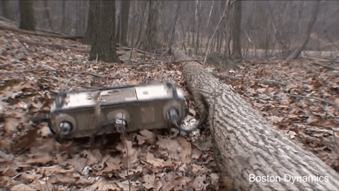 Robot có tên là RHex là một sản phẩm nghiên cứu được giới thiệu vào năm 1999, nổi tiếng với khả năng mô phỏng di chuyển của loài gián - nhằm vượt qua các địa hình kém bằng phẳng, ẩm ướt, và ngóc ngách.