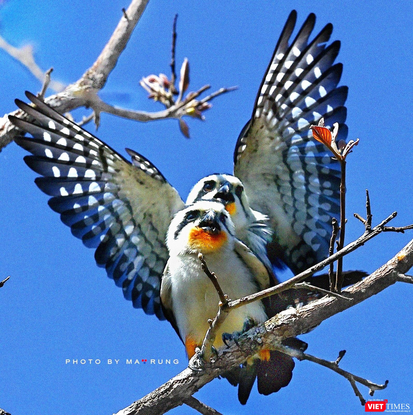 Phút thăng hoa ngọt ngào của Cắt Nhỏ Bụng Hung