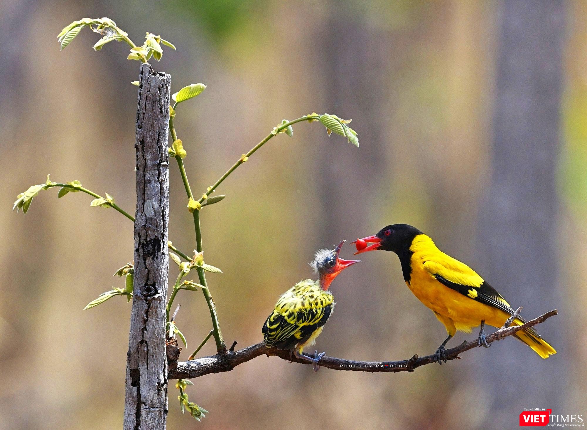 Vàng Anh Đầu Đen mẹ mớm mồi cho con
