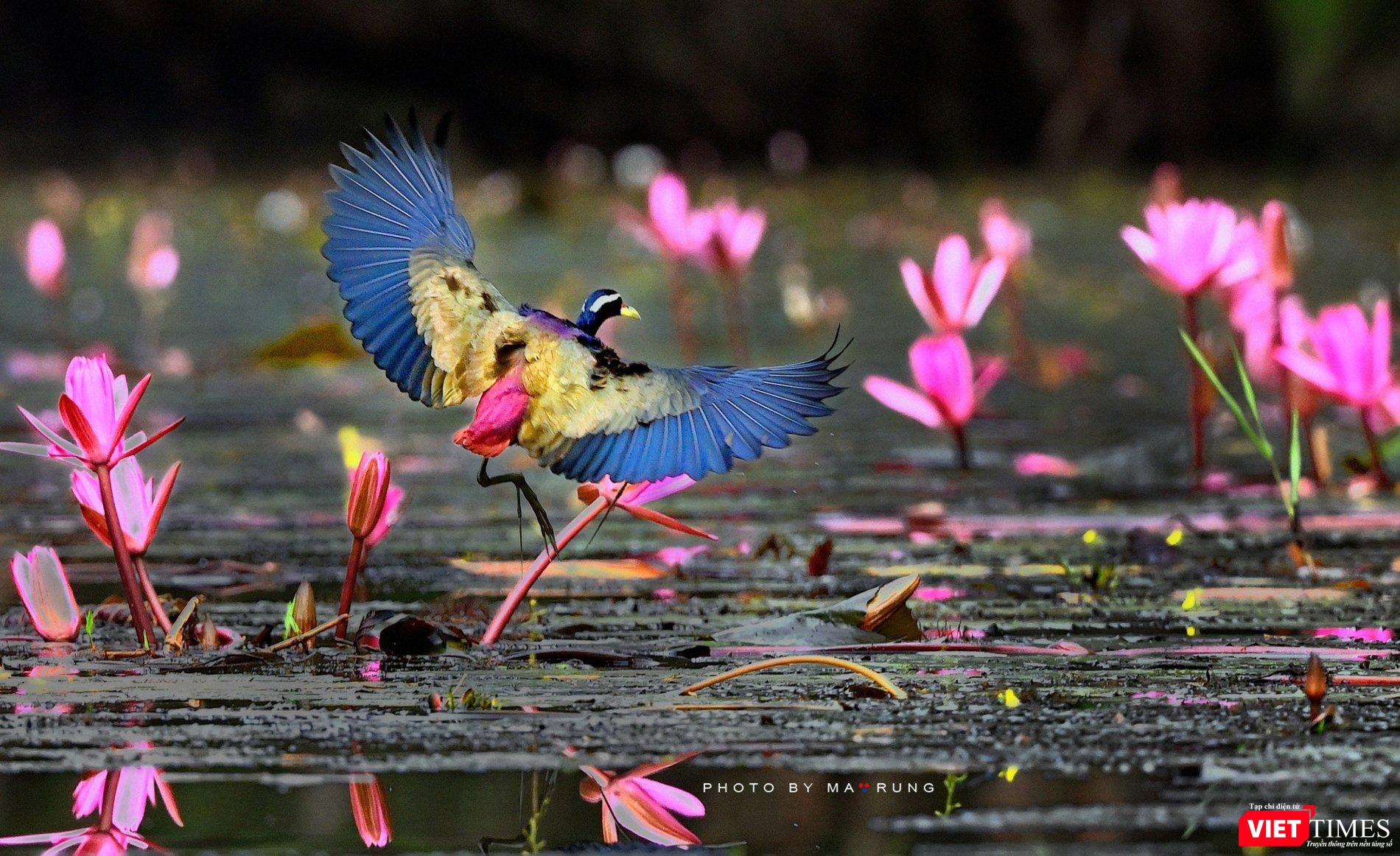 Hạc Cổ Trắng quý hiếm trong Vườn Quốc gia Yok Đôn