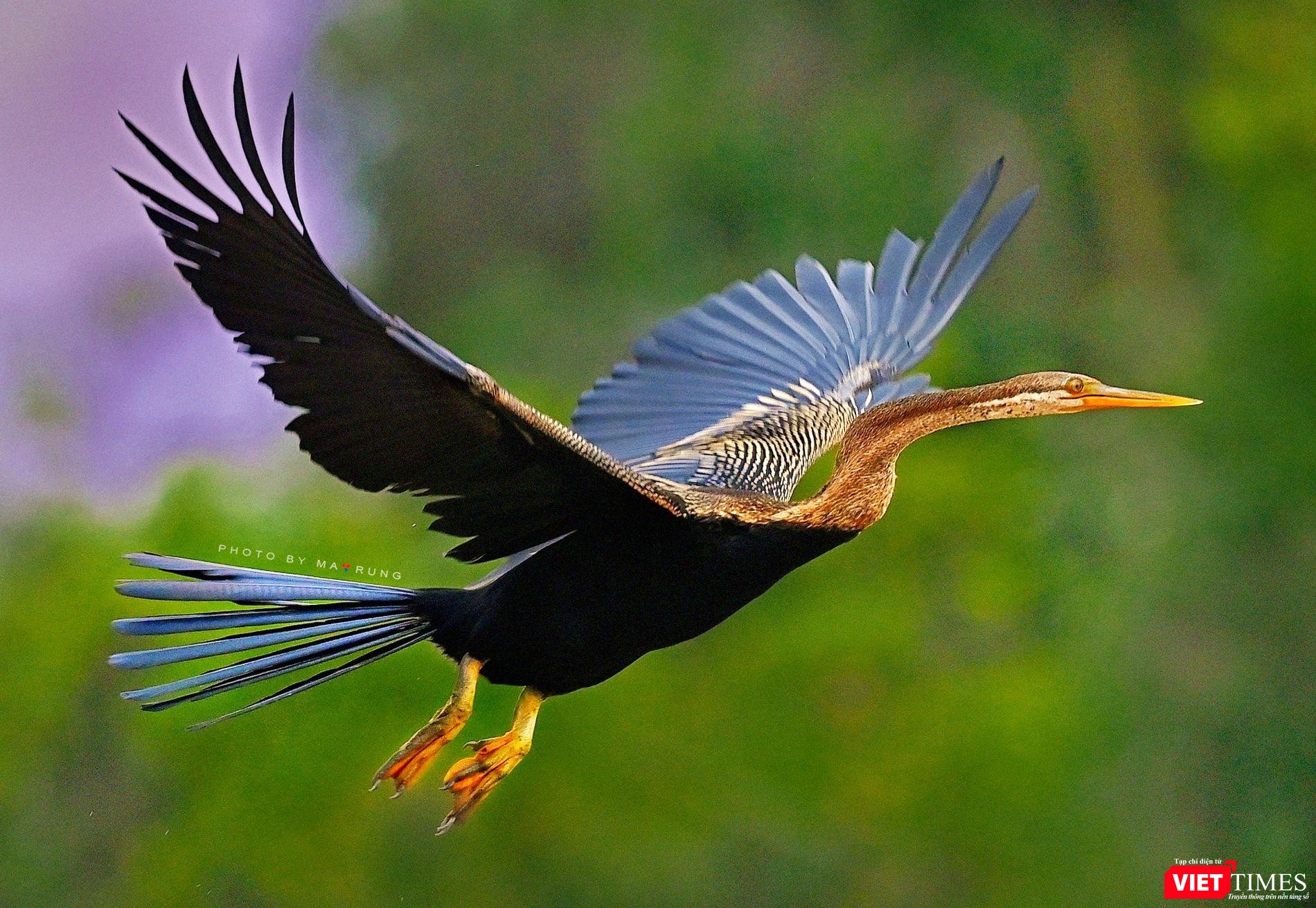 Cổ Rắn còn có tên khác là Điên Điển, tại Tràm Chim Tam Nông-Đồng Tháp