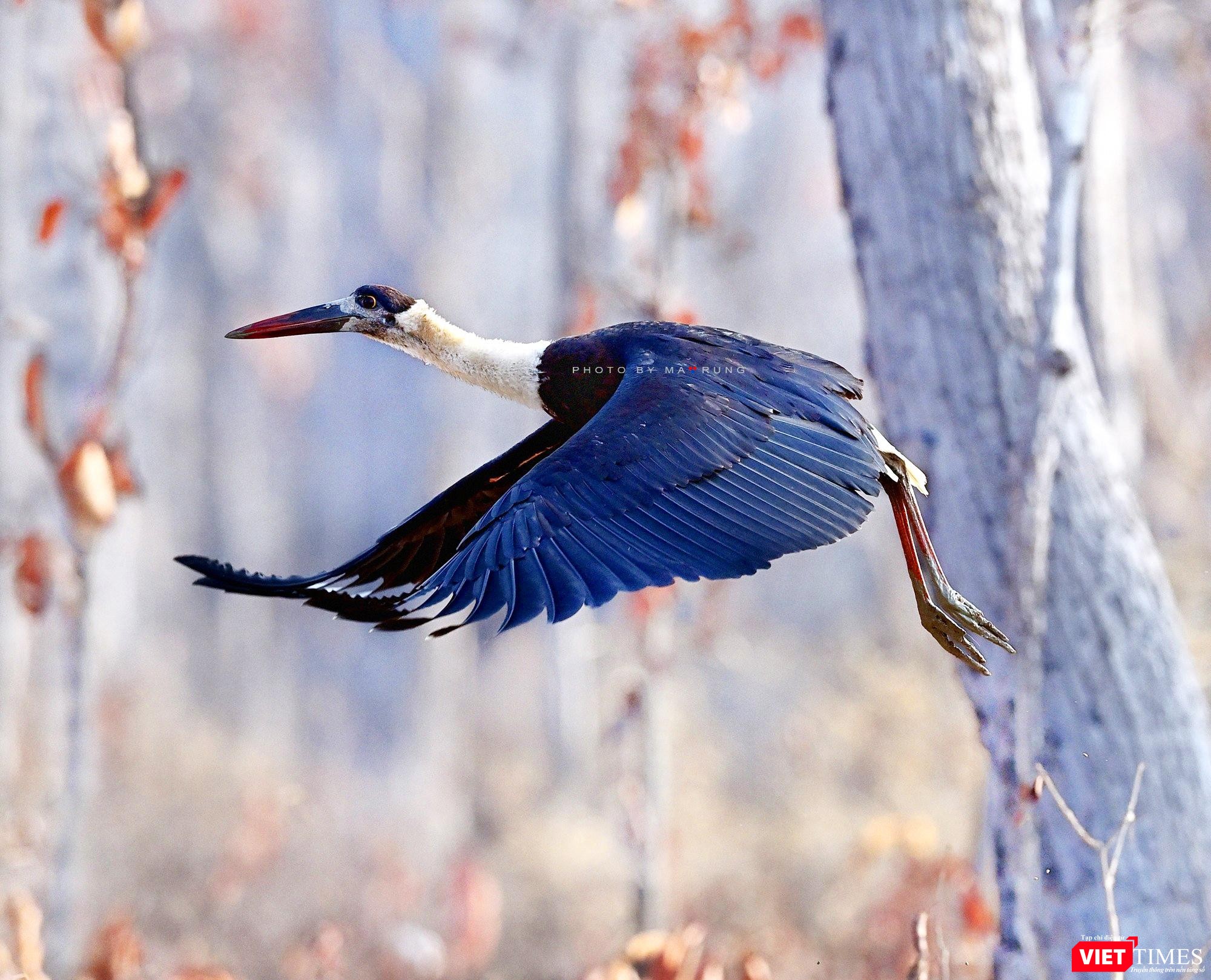 Hạc Cổ Trắng quý hiếm trong Vườn Quốc gia Yok Đôn
