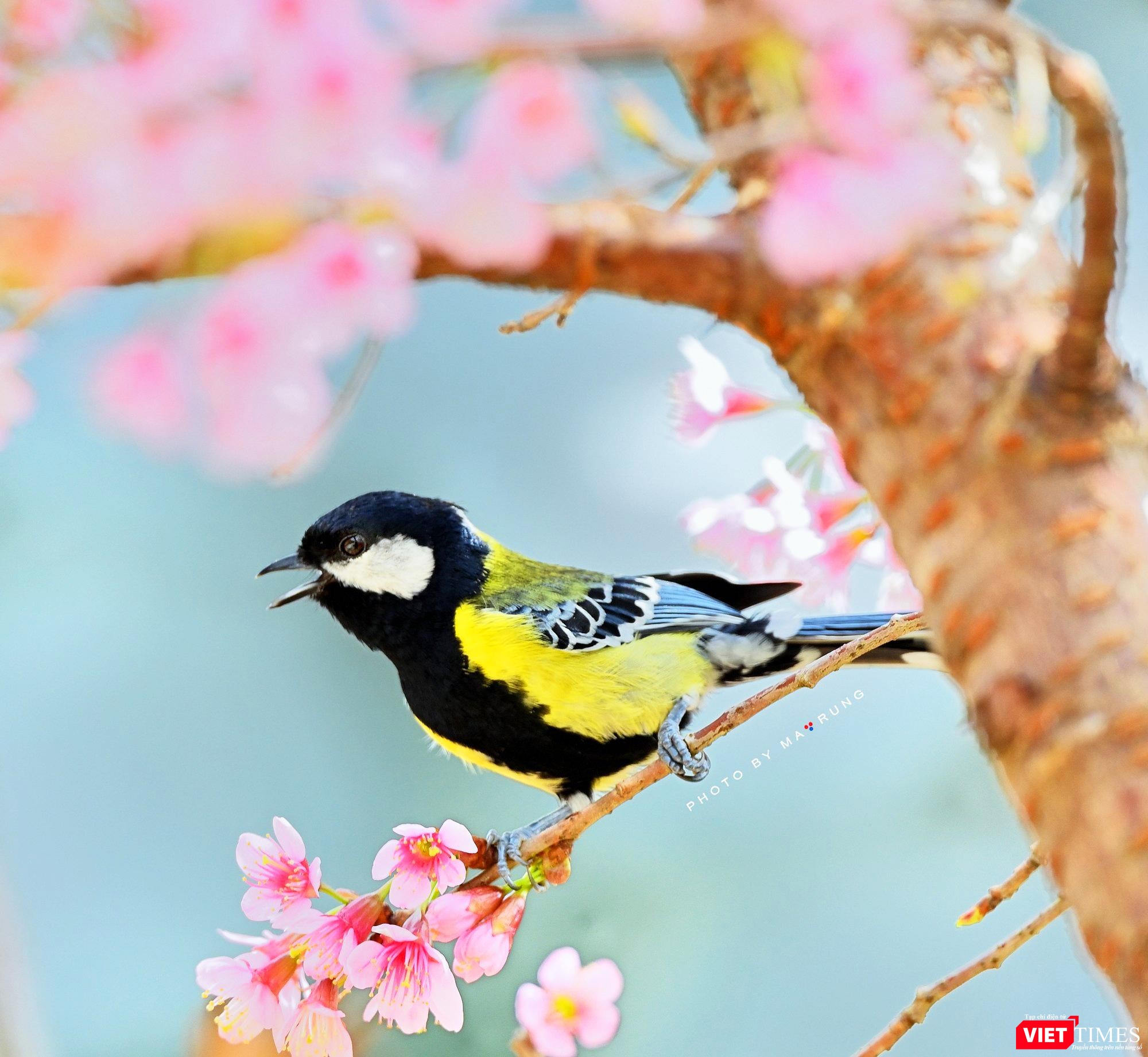 " Khúc hát thanh xuân" -Ma Rừng chụp Bạc Má Bụng Vàng tại Ma Rừng Lữ Quán