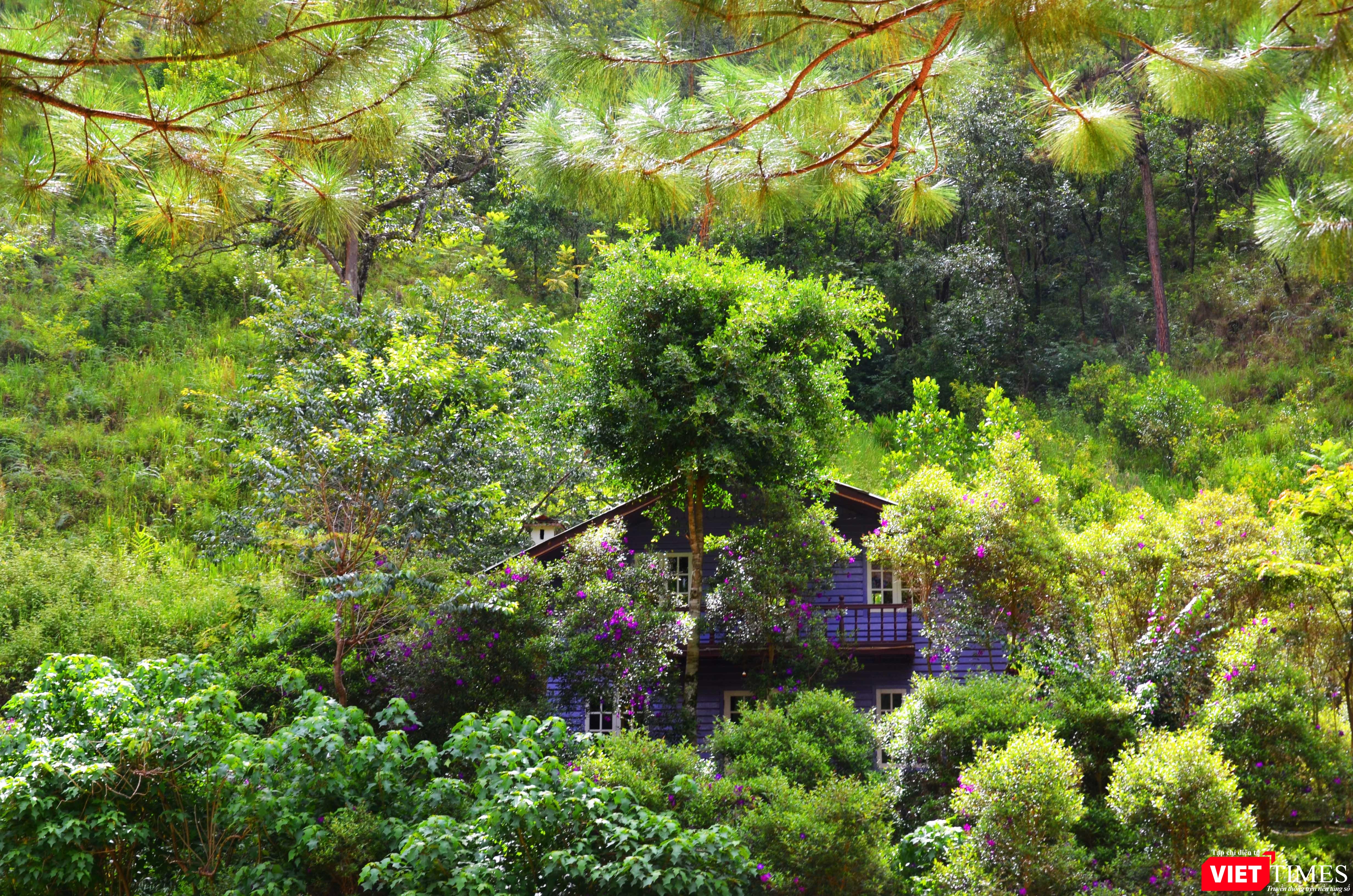 Ma Rừng Lữ Quán thơ mộng với những túp nhà tím biếc giữa rừng hoa