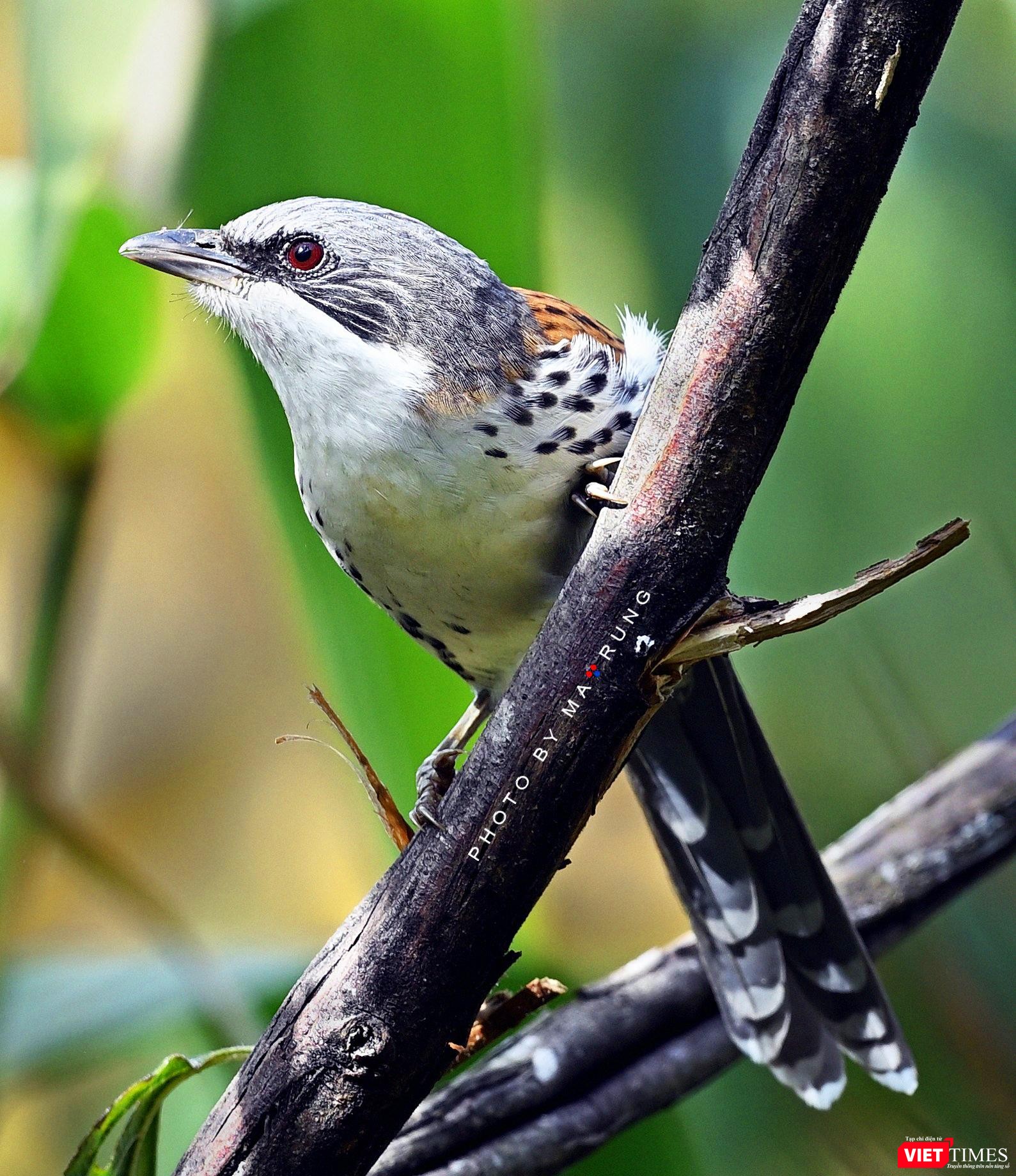 Mi Langbian, chim Đặc Hữu Cao Nguyên Lâm Viên; cấp bảo tồn Nguy cấp