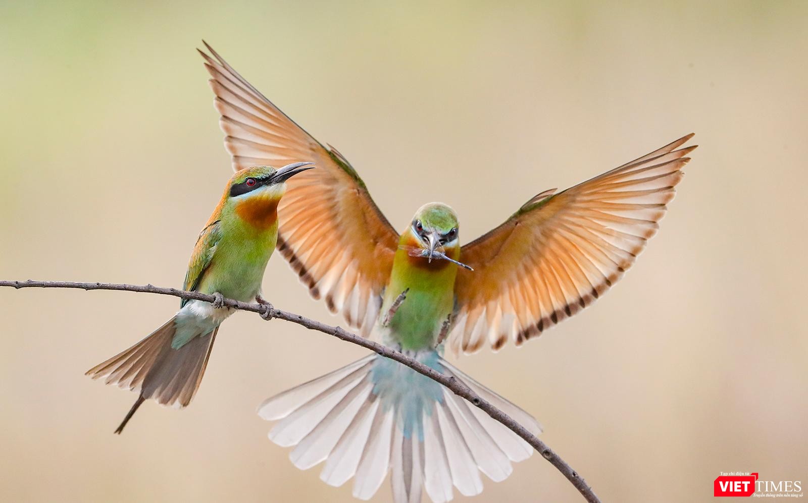 Chim trống tếp tục săn mồi về cho chim mái