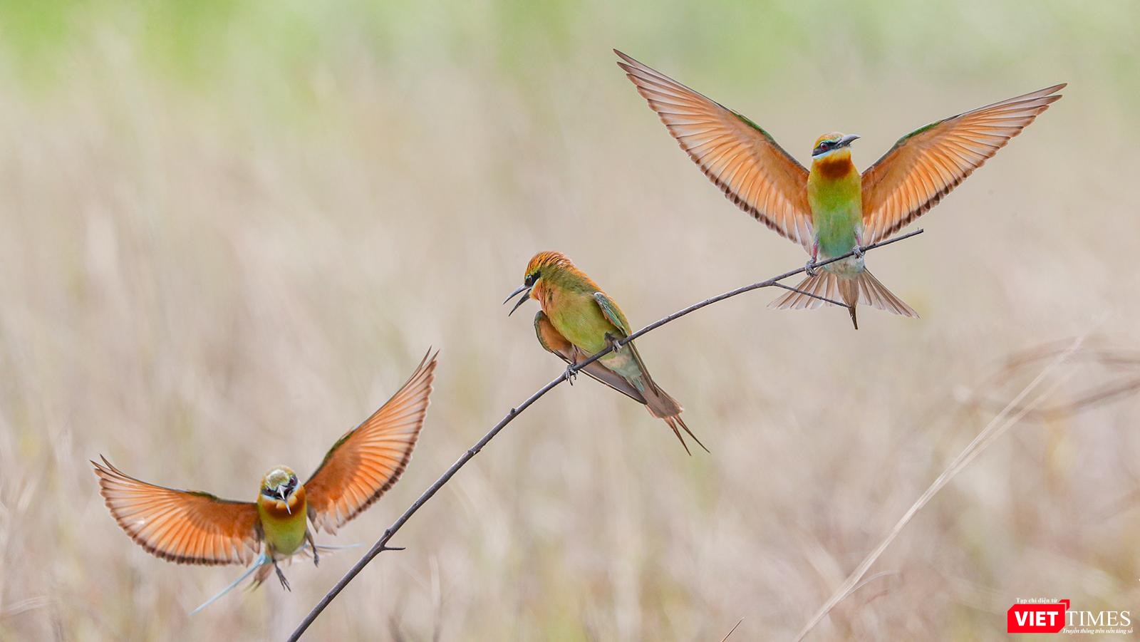 Luôn có sự tranh giành con cái giữa các con đực