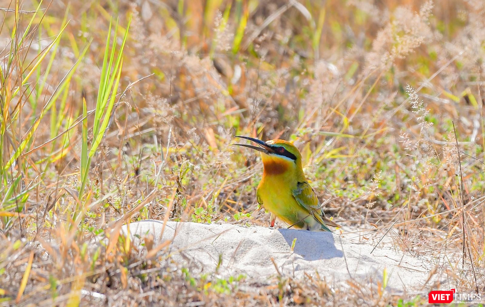 Sau màn ân ái, cả chim trống lẫn chim mái tiếp tục thực hiện việc xây tổ ấm bằng việc đào hang
